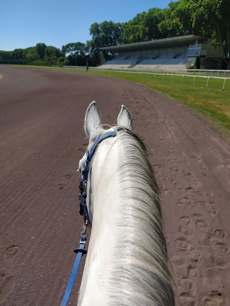 cheval sur piste hippodrome