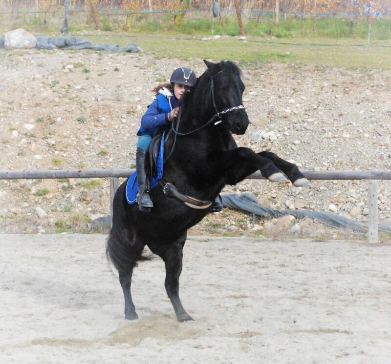 Cheval qui se cabre