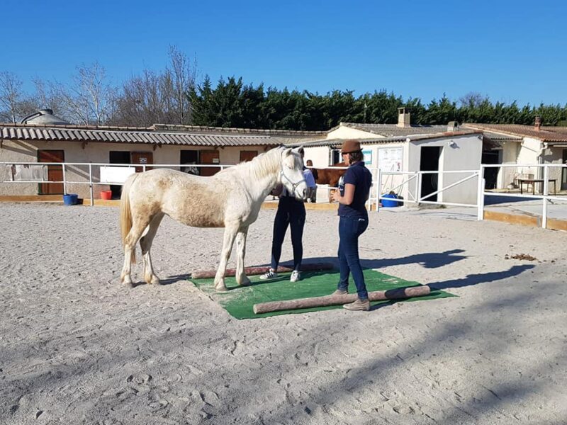 cours autour du cheval avec Emilie Lameloise